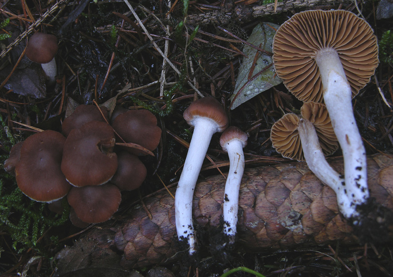 Cortinarius da determinare...finalmente.
